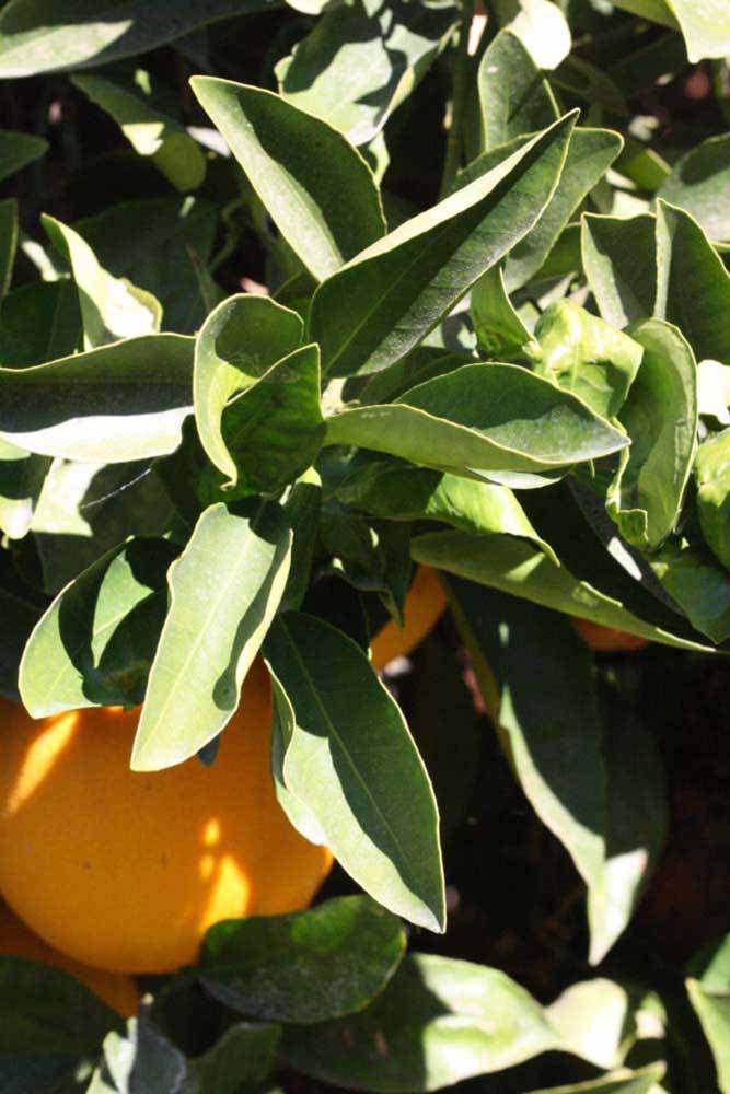            Sun leaves (Riverside, CA)   